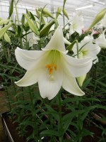 [5149 White Fox 16 ST No01.JPG]